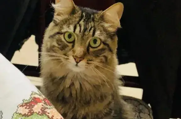Perdido gato fêmea, Rua Cáucas...