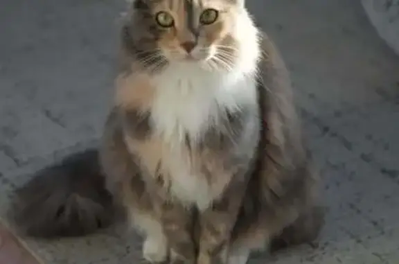 Missing cat West Ham, photo: Lost cat, Orchard Place, West Ham — female, green eyes, fluffy tail