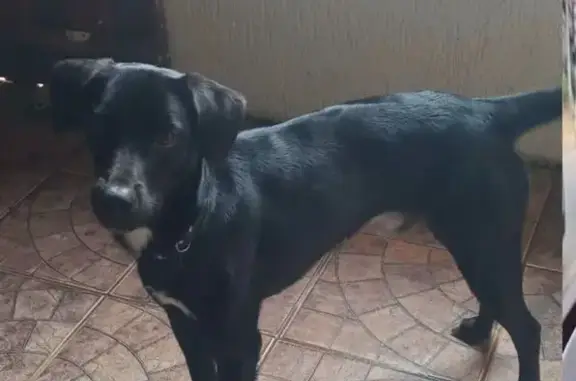 Perdido cachorro macho, Expansão do St. O QNO 16 Conj. 42 - Ceilândia, Brasília - DF, 72260-600, Brasil - preto e dócil - photo
