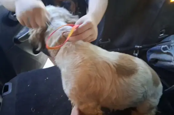 Found dog, 32 Road, 265, Grand...