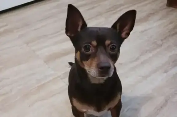 Lost dog, Harold Drive, 162, Decatur - male - photo