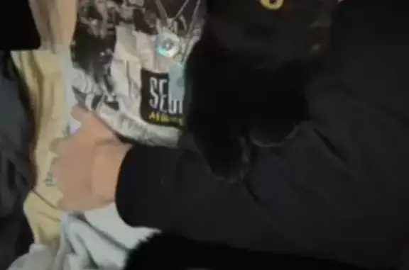 Lost cat, Muriel Lane, Milford - male, jet black coat with white on lower stomach - photo