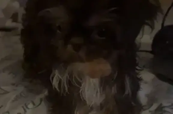 Lost dog, South Paulina Street, Chicago - female, small Shih Tzu puppy - photo