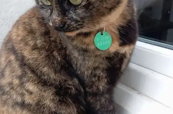 Perdu RUBY entre Capeyron et G.Louis la nuit orageuse du 25/06/26. Femelle adulte, écailles de tortue, 3,5kg avec sa médaille. Si vous avez une information ou rencontré/recueilli notre chat pucé,  Merci beaucoup de nous contacter