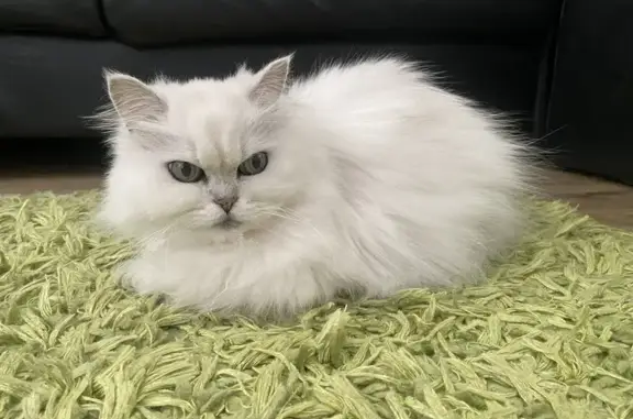 Lost cat, University Drive, 310, Cape Town - female, 16 years old - photo