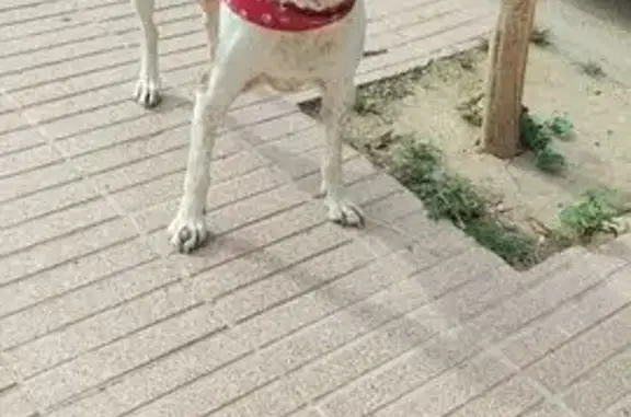 Perdido perro hembra, Carrer Sitjar, 24, Lleida - tiene un bulto entre los dedos - photo