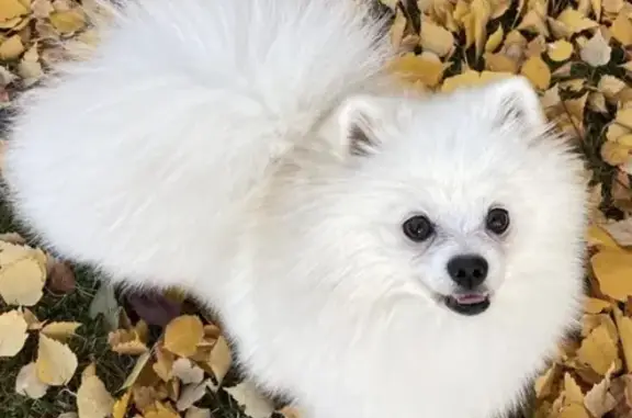 Perrito blanco pequeño, muy amable y se entrega a todos