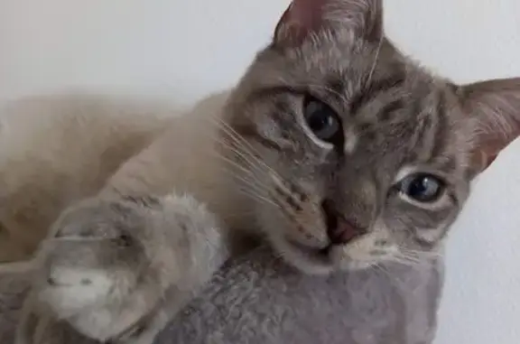 Chat perdu mâle, Bordes, Pau - gris, yeux bleus - photo