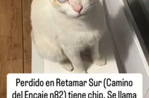 Perdido gato macho, Camino del Encaje, Retamar, Granada - ojos azules y dócil - photo