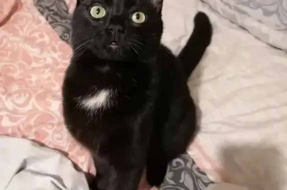 Chat perdu mâle, Route de Cuisery, 396, Cuisery - noir, col blanc - photo