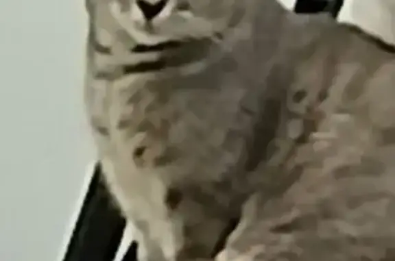 Perdido gato hembra, Calle Crespo, 70, La Línea de la Concepción - cola doblada - photo