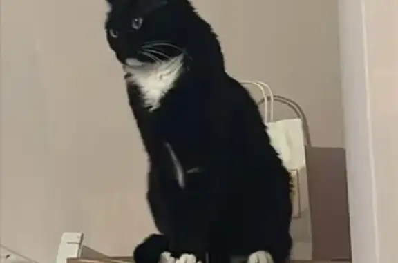 Perdido gato hembra, Rúa Ángel del Castillo López, Arteixo - barbilla, pecho y patitas blancas - photo