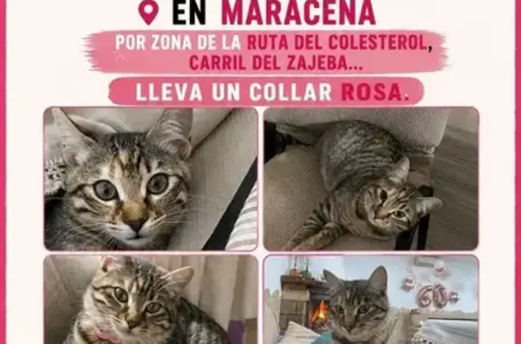 Perdido gato hembra, Lugar Zarate, 4, Maracena, Granada - gata gris con ojos verdes y collar rosa - photo