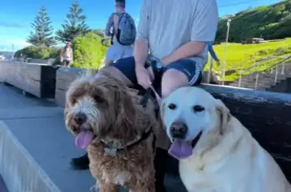 Lost dog, Merewether, New South Wales, Sydney - female golden Labrador - photo