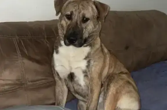 Lost dog, River Heads Road, 686, River Heads, Fraser Coast - male, blue collar - photo