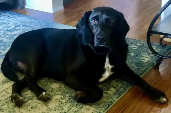 Lost dog, Keys Road, 212, Limestone - blue collar - photo