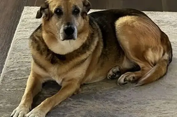 Lost dog, Fair Oaks Avenue, 7922, Dallas — male, large German Shepherd mix, no collar - photo