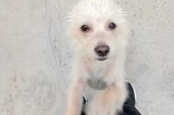 Blanco pelos ralos