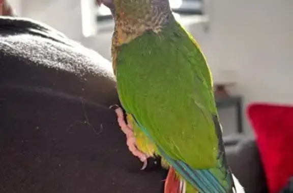 Animaux perdus et trouvés Sevran, photo: Perdue oiseau, Rue Gaston Lévy, Sevran — conure molinae hypoxentha, gronchonne et mord beaucoup
