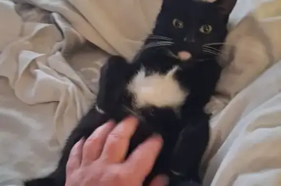 Missing cat Klerksdorp, photo: Lost cat, President Rylaan, 90, Bothaville, Klerksdorp - young black tuxedo cat, very loving