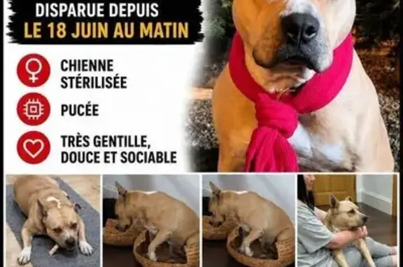Chien perdu, Allée des Fortifications, 58, Paris - mâle - photo