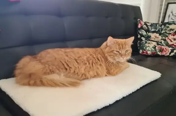 Chat perdu mâle, Rue de le Nostre, 26 Bis, Rouen — roux très poilu - photo