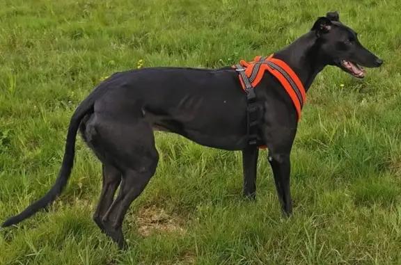 Chien perdu mâle, Olmet, Courpière - lévrier noir craintif - photo