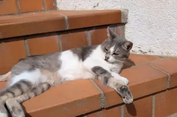 Chat perdu, femelle, Rue Bodié Pouard, Troyes - tigrée grise - photo