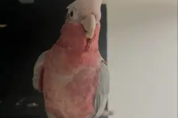 Perdue oiseau mâle, Rue Louis Maurice, 8, Cambremer - rose et gris - photo