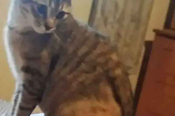 Perdido gato hembra, Calle Remigio Andino Baranda, Villarcayo, Castro-Urdiales - atigrado, media cola, 1 año - photo