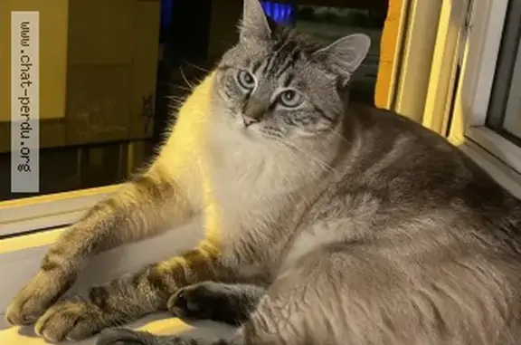 Perdu chat femelle, Rue Albert Samain, 66, Lille - jeune siamoise pucée - photo