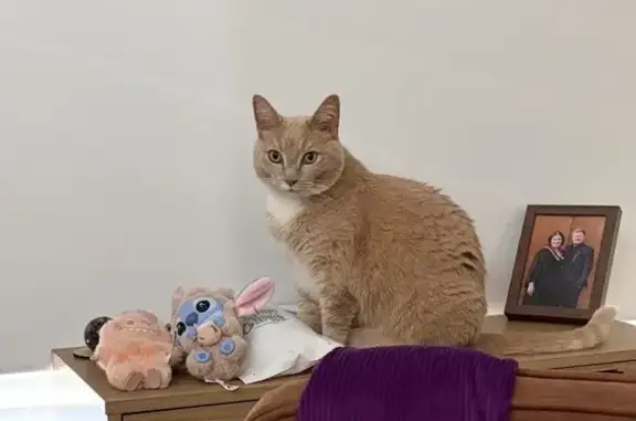 Lost cat, Smiths Lane, Casey City, Melbourne - female short hair, light ginger with white paws and chest - photo