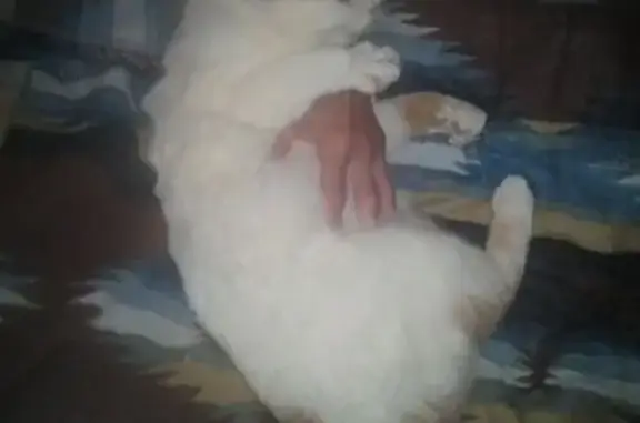 Chat perdu femelle, Rue le Gobien, 8, Saint-Malo - blanche tachée marron clair - photo