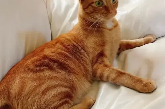 Missing cat Kapolei, photo: Lost cat, Kaiuliuli Street, 91-1052, Ewa Beach, Kapolei - chipped, fixed female