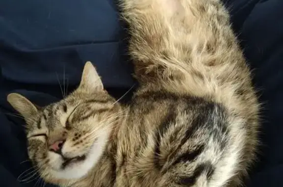 Chat perdu mâle, Impasse du Bois, Varaville, Paris - tigré, petite marque près de l’œil - photo
