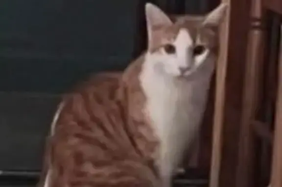 Chat perdu, Rue de Blaheraut, 15, Eysines, Paris - mâle roux et blanc - photo