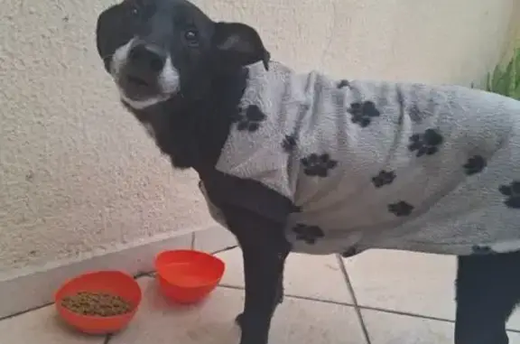 Encontrado cachorro fêmea, Rua Deodato Saraiva da Silva, 110 - estava com roupinha da foto - photo