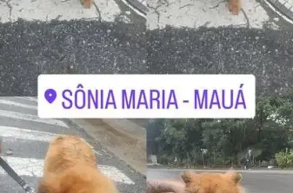 Encontrado cachorro fêmea, Rua Ataúlfo Alves, São Paulo - photo