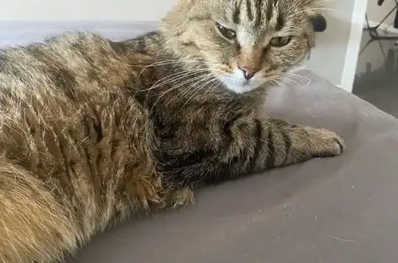 Perdido gato macho, Carrer de Cavanilles, 9, València, Valencia — macho castrado y muy asustadizo - photo