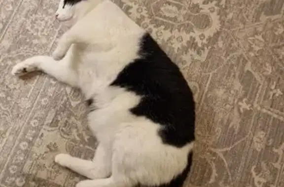 Black and white, green eyes, shy cat