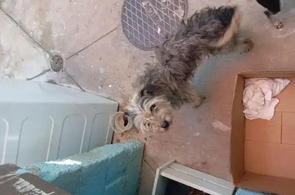 Perdido perro hembra, Calle Ba...