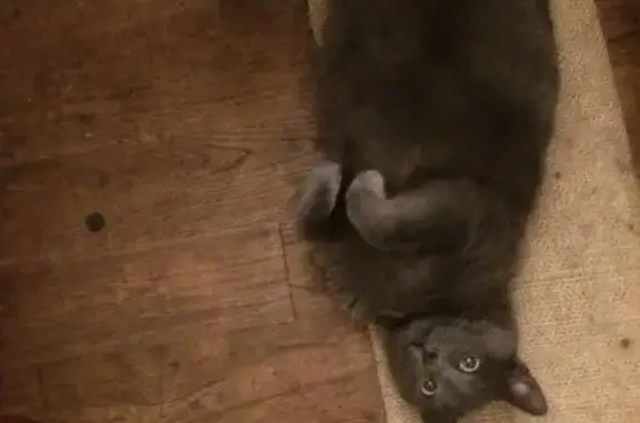 Chat perdu, Bergerac, photo: Chat perdu mâle, Rue Descartes, 19, Bergerac, Bergerac - gris chartreux, tache blanche sur le cou