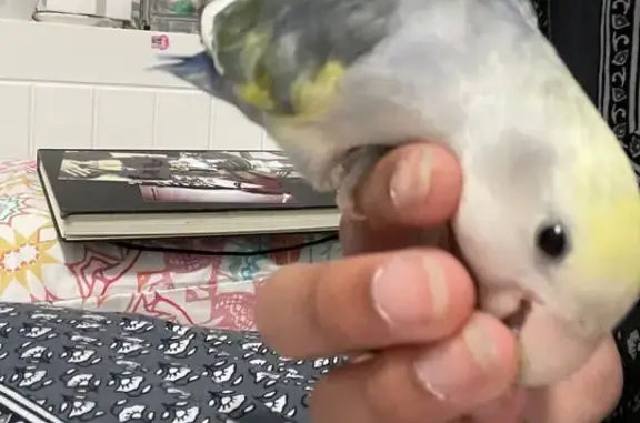 Lost bird, Chiswick Road, Canterbury-Bankstown Council, Inner West — male, mostly white head - photo