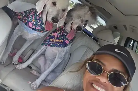 Lost dog, Hamilton Pool Road, Austin - male, all cream doodle, blue bowtie collar - photo