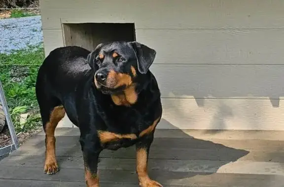 Lost dog, Indiana 60, 5164, New Pekin - senior female rottweiler - photo