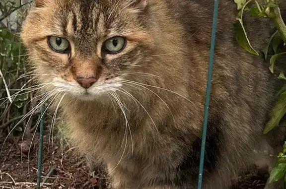 Lost cat, Wyngate Drive West, Franklin Square, Lynbrook - female, longhair, green eyes - photo