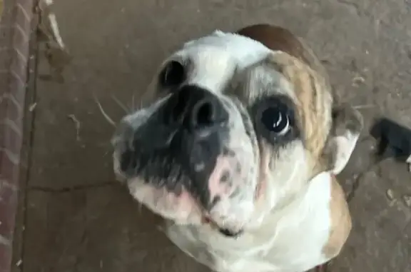 Lost dog, East 77th Street, 506, Lubbock - female English bulldog, brown and white with tiger stripes - photo