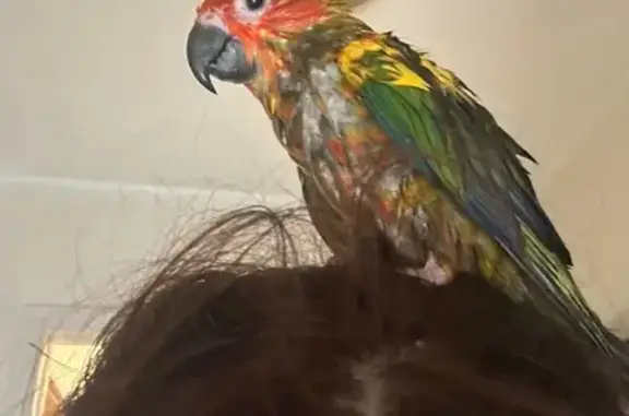 Lost bird, Elizabeth, New Jers...