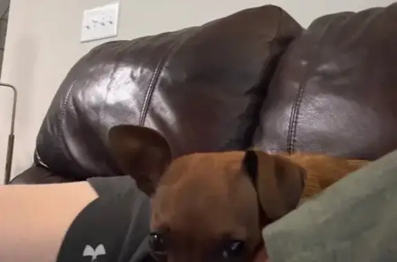Lost dog, Town Center Boulevard, 7482, Rosenberg - female, dragging a leash - photo