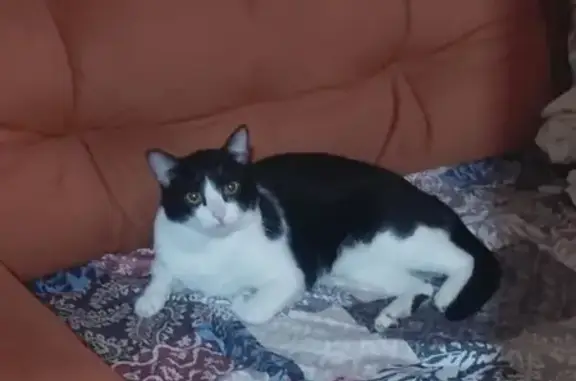 Perdido gato macho, Rua Eurdic...